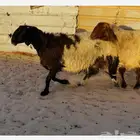 شياه نعيم صنف.