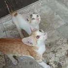 كيتن للتبني