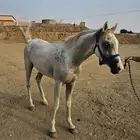 خيل شعبي