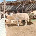 ( تم البيع) ثني فاخر من حلال الصياد في أملج