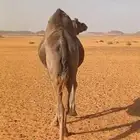 ناقة عرس بريه ام رابع