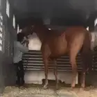 حصان انقليزي بطل