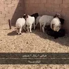 هرافي