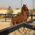 مهر جمال