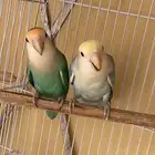زوج روز مكينه انتاج للبيع