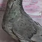 جوزين بواز ابو كحله مغبرات تم البيع