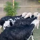 غنم نجد