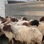 غنم نعيم