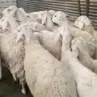 غنم حري