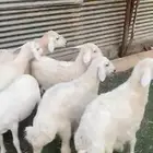 بهم حري طيب
