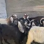 معز للبيع