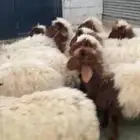 بهم تربيه نعيم