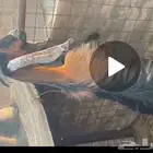 عنز عارضيه عطراء اسن رباع