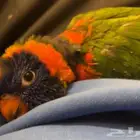 لوري اليف وهدد )(تم البيع )(