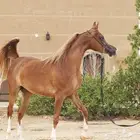 (مطلوب) فرس واهو أو شعبية أو مكس هادية و سليمة