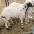 طلي