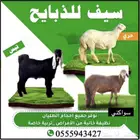 ذبايح طليان حري 6شهور اتصل وازهلها