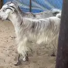 نجران شمال مخطط النهضه