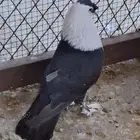 للبيع فحل شخشرلي