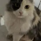 قطه اليفه للتبني