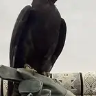 مطلوب بكه نادره نفس اللي بالصوره بظبط