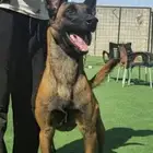 جوز كلاب مالينو بلجيكي