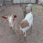 ماعز جنوبي