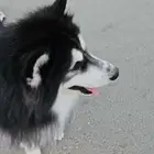 للبيع بسعر رمزي هاسكي ملامورت بيور
