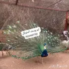 ذكر طاووس نادر بلاك شولدر وايت آي
