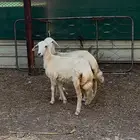 رخال حريات ذبايح