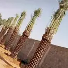 زارعة وتوريد اشجار النخيل وعمل الشبوك