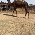 للبيع ضروبه زرقا ثنو