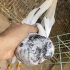 حمام قطايف جوز