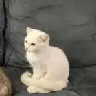 قط سكوتش من ام ستريت واب فولد للتبني