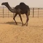قعود مجهم للبيع