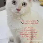 قطط كيتنز من اب راغدول و ام شيرازي