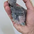 فروخ روز غر