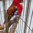 طيور زينة للبيع في مكة