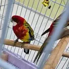طيور روزيلا