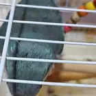 طائر لوري وكويكر