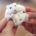 زوج هامستر روسي ابيض عيون حمر مع بيت3 دور