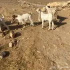 معزا مشروكات للبيع