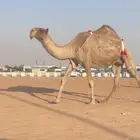 صفرا مزاين ضروبه