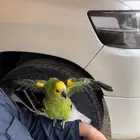 للبيع ببغاء امزوني