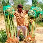 نخل نقايل جثايث هلالي شيشي رشودي نبوت نخيل صقعي سري سكري