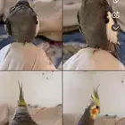 مفقود طير كروان في الفناتير