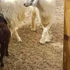 ذبايح تيوس ذبايح طليان