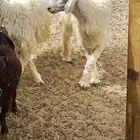 تيوس جودتها ممتازه