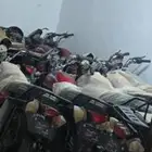 دبابات بوكسر موديل 2025 جديد اصفار