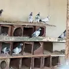حمام باكستاني تيدي